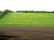 Green and yellow agriculture field