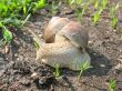Little snail in the garden