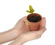 Human hands holding a young growing plant isolated