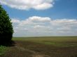 Green agricultural field
