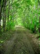 Road through a green forest