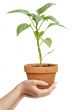 Human hands holding a growing plant isolated over white background
