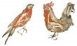 The cock and an eagle