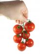 Man`s hand holds a tomato
