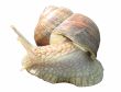 Little garden snail isolated