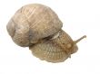 Isolated snail from a garden