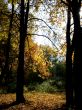 Timber edge of a forest by autumn