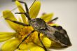 Armored Beetle