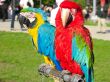 two beautiful bright colored macaws parrots sitting on a support