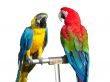 two beautiful bright colored macaws parrots isolated over white background
