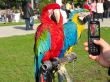 two beautiful bright colored macaws parrots posing for a photo
