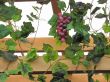 grape with leaves growing on a wooden fence