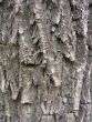 Texture of weathered and old tree bark