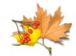 yellow autumn leaves and berrys with shadow isolated over white background