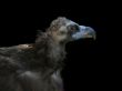 griffon vulture eagle close-up portrait over black background