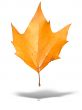 yellow autumn tree leave with shadow isolated over white background