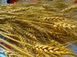 Closeup of golden wheat ears on a canvas