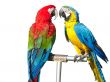 two beautiful bright colored macaws parrots isolated over white background