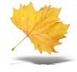 yellow autumn tree leave with shadow isolated over white background