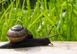 Snail on the sun
