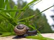 Snail on the sun
