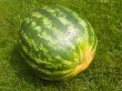 Green water-melon