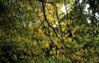 Autumn background-1