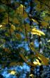Autumn leaves background-1