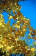 Autumn leaves background-2