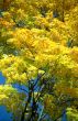 Autumn yellow background-2