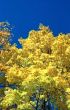 Autumn yellow background-3