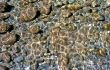 Background of sea floor
