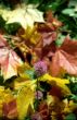 Clover on maple autumn leaves bakground