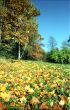 Fall