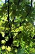 Linden leaves background