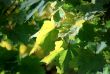 Maple autumn leaves-4