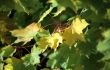Maple autumn leaves-6