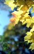 Maple autumn leaves -2