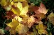 Maple autumn leaves on the grass-1