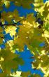 Sun in autumn leaves-2