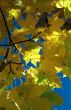 Sun in autumn leaves-3