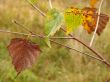 last leaves