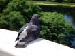 Dove on edge balcony