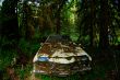 Abandoned in the Woods