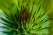 Thistle