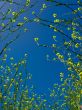 Yellow Flowers