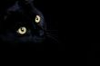 Black Cat