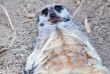 Meerkat