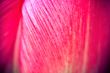 Tulip Abstract