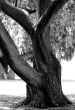 Tree Photos in a Park